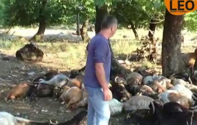 Θεσσαλονίκη: Κεραυνός σκότωσε κοπάδι με κατσίκια (βίντεο)