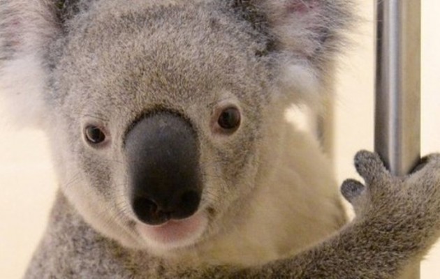 Αυτός είναι ο Τίμπεργουλφ, το σούπερ κοάλα που επέζησε από τρελή κούρσα 88 χιλιομέτρων