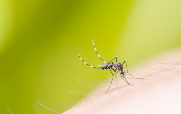 Για να μην σας τσιμπάνε τα κουνούπια ποιες τροφές πρέπει να αποφεύγετε!