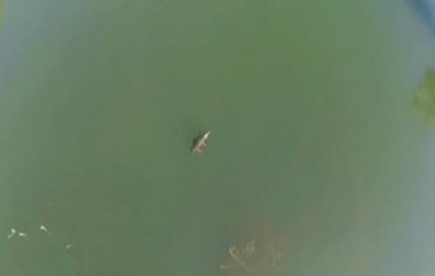 Νέο βίντεο με τον κροκόδειλο του Ρεθύμνου