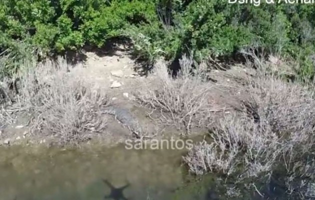 Νέες εντυπωσιακές εικόνες του κροκόδειλου του Ρεθύμνου (βίντεο)