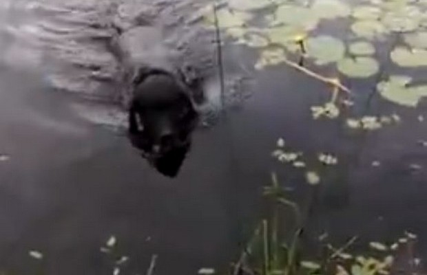 Σκύλος – ήρωας σώζει μικρό πουλί που πνιγόταν σε λίμνη (βίντεο)