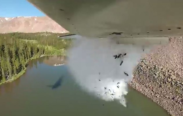 ΗΠΑ: Βομβαρδίζουν τις λίμνες με… ψάρια (βίντεο)