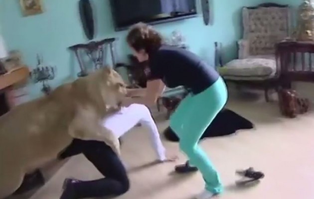 Λιοντάρι επιτίθεται σε άνδρα μέσα στο σπίτι (βίντεο)