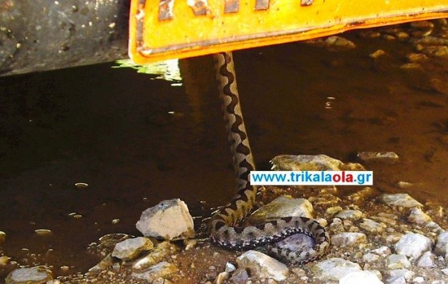 Τρίκαλα: Ταξίδευε μαζί με μια… οχιά