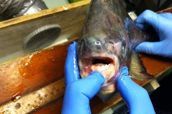 ΗΠΑ: Τροπικό ψάρι που δαγκώνει τους όρχεις πιάστηκε σε λίμνη στο Μίσιγκαν