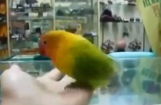 Δεν θα το πιστεύετε: Ο παπαγάλος που βλέπετε “ολοκληρώνει” σαν… γυναίκα! (βίντεο)