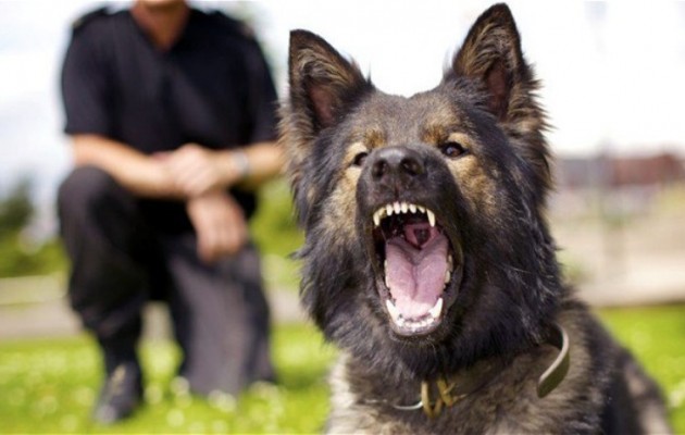 Αστυνομικός σκύλος κατασπάραξε ηλικιωμένη