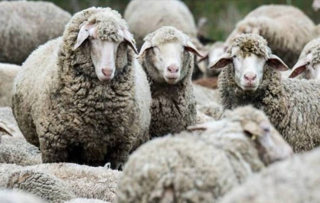 Οκτώ κρούσματα καταρροϊκού πυρετού σε Αχαΐα και Ηλεία