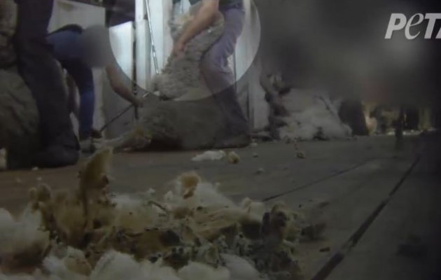 Βίντεο σοκ από την κακοποίηση ζώων στην Αυστραλία