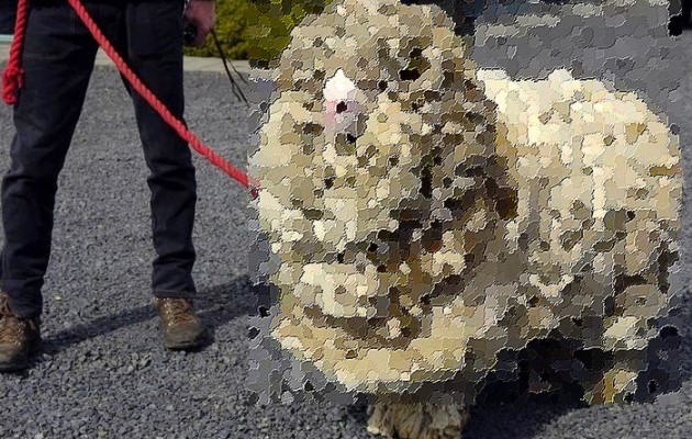 Απίστευτη εικόνα: Δείτε πως είναι ένα πρόβατο ακούρευτο για 6χρόνια (φωτογραφίες)