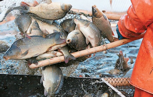 Ηγουμενίτσα: Αγόρασαν 8 τόνους ψάρια αλλά… δεν θα πλήρωναν ποτέ