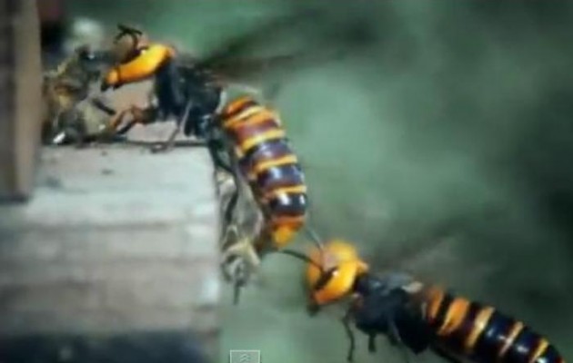 Αυτή είναι η σφήκα – φονιάς που απειλεί τα Βαλκάνια (βίντεο)