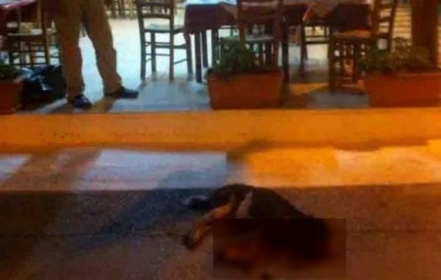 Απίστευτη κτηνωδία στην Εύβοια: Ιδιοκτήτης ταβέρνας σκότωσε αδέσποτο μπροστά στα μάτια των πελατών (σκληρές εικόνες)