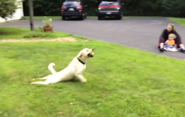 Στέλλα: Η σκυλίτσα που ανακάλυψε το… φρενάρισμα (βίντεο)
