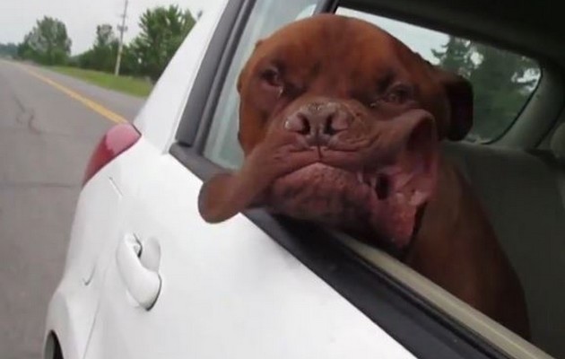 Οι σκύλοι λατρεύουν την βόλτα με το αυτοκίνητο (βίντεο)