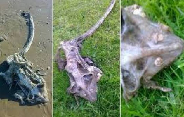Βρετανία: Μυστηριώδες πλάσμα ξεβράστηκε σε παραλία (εικόνες)