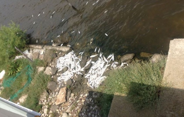Η Βιστωνίδα γέμισε νεκρά ψάρια (φωτογραφίες)