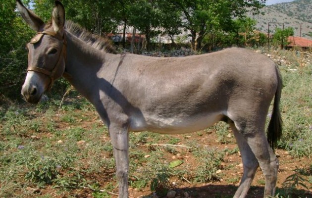Ρόδος: Του πήραν το γαϊδούρι με εισαγγελική εντολή γιατί το κακομεταχειριζόταν