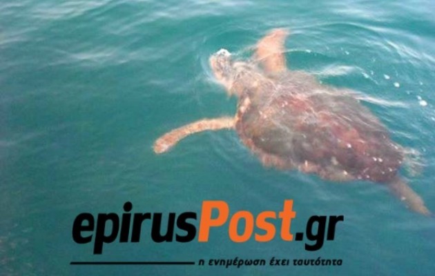 Ενθουσίασε μια Caretta Caretta μικρούς και μεγάλους στην Πρέβεζα