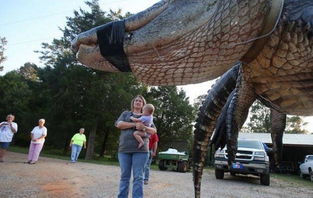 Έπιασαν αλιγάτορα… 453 κιλών (φωτογραφίες)