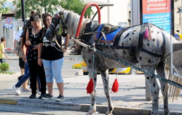 Έβαφαν τα άλογα για να μην φαίνεται η κακοποίηση