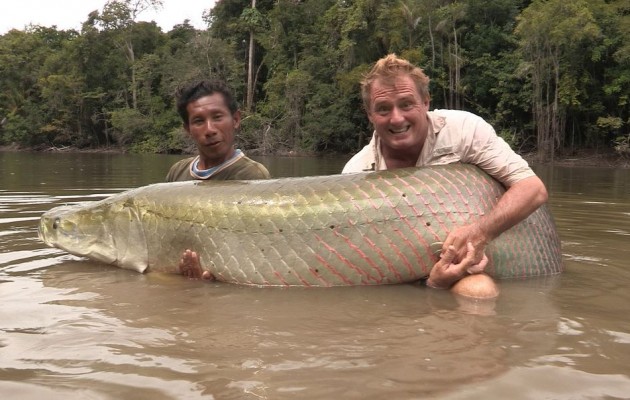 To μεγαλύτερο ψάρι του Αμαζονίου απειλείται με εξαφάνιση