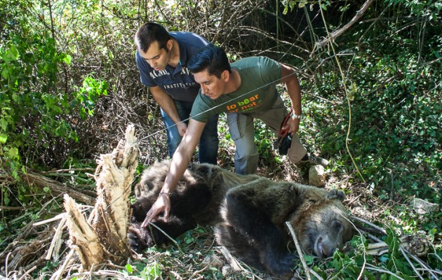 Ο Αρκτούρος απελευθέρωσε αρκούδα που πιάστηκε σε παράνομη παγίδα