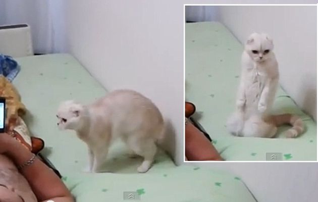 Δείτε τη γάτα που στέκεται προσοχή στον εθνικό ρωσικό ύμνο