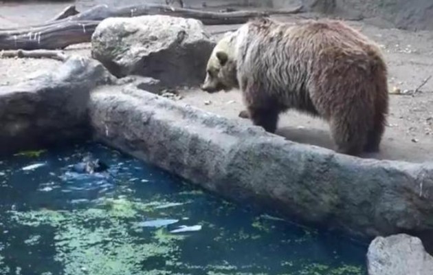 Απίθανο βίντεο: Αρκούδα σώζει κοράκι από πνιγμό