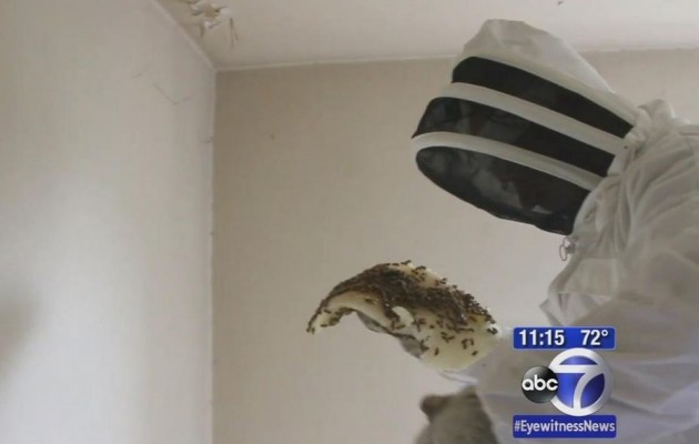 Ζούσε με 50.000 μέλισσες και δεν το ήξερε (βίντεο)