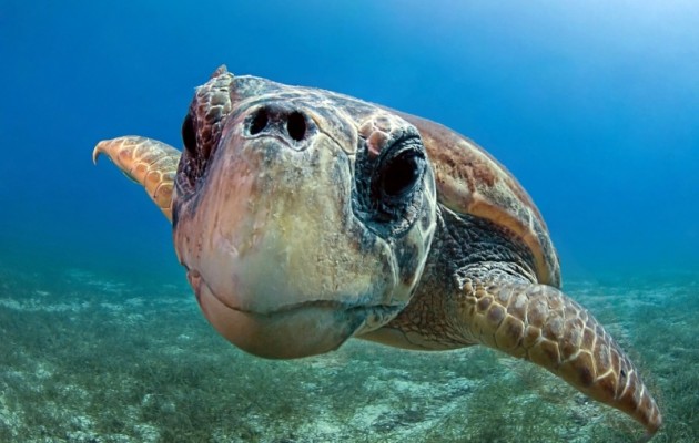 Στη Ζάκυνθο ομπρελάδες εμποδίζουν τις Caretta Caretta να γεννήσουν!