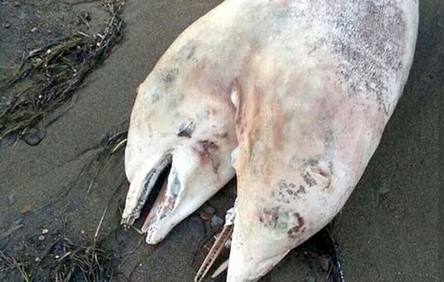 Δικέφαλο δελφίνι ξέβρασε η θάλασσα στη Σμύρνη (βίντεο)