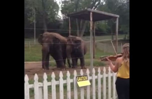 Ο ελέφαντες λατρεύουν τον… Μπαχ (βίντεο)