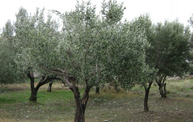 ΕΝΦΙΑ: Τον Ιανουάριο οι δηλώσεις αγροτεμαχίων στο Ε9