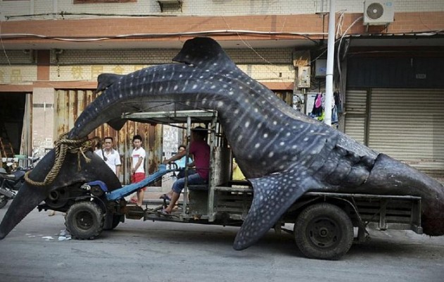 Κίνα: Η ψαριά της ημέρας ήταν… φαλαινοκαρχαρίας 2 τόνων (φωτογραφίες)