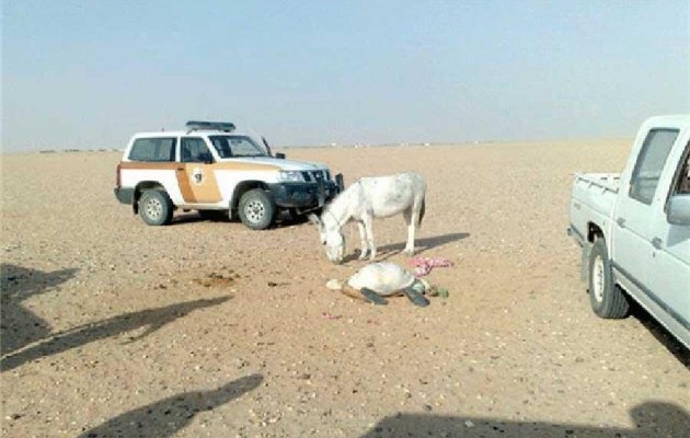 Γάιδαρος σκότωσε κτηνοβάτη Σαουδάραβα την ώρα της “πράξης”