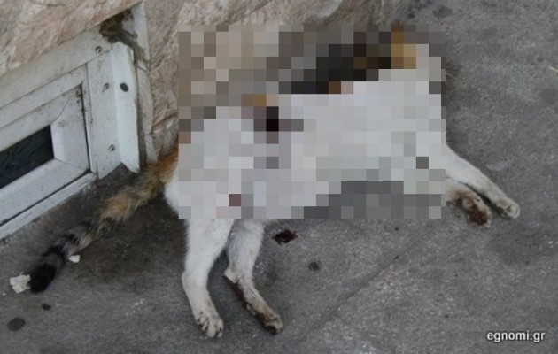 Γέμισε ψόφιες γάτες η Χαλκίδα – Κίνδυνος για τη Δημόσια Υγεία;