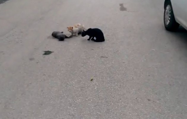 Συγκινητικό βίντεο: Δύο γάτες “αποχαιρετούν” νεκρή γάτα (βίντεο)