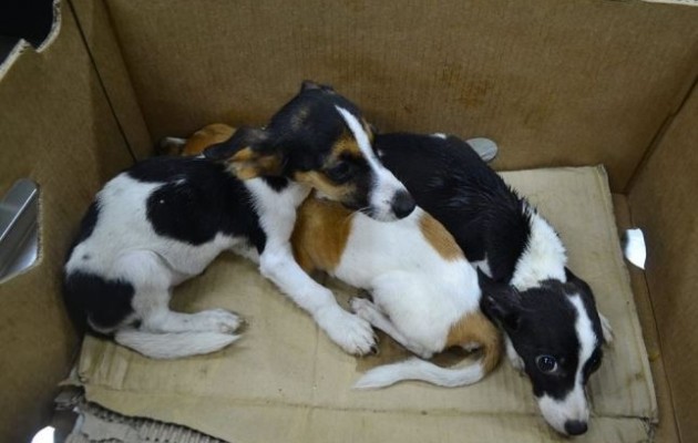 Άφησε τα σκυλιά κλειδωμένα και ατάιστα για 20 ημέρες (φωτογραφίες)