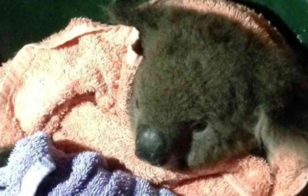 Βίντεο: Έσωσαν κοάλα δίνοντάς του το “φιλί της ζωής”