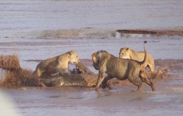 Επική μάχη: Λιοντάρια εναντίον κροκόδειλου (βίντεο)