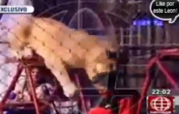 Δάσκαλος δέχθηκε επίθεση λιονταριού μπροστά στα μάτια των μαθητών του (βίντεο)