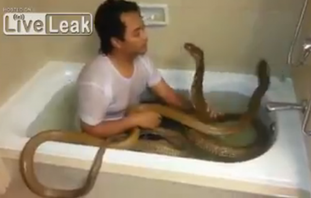 Στο μπάνιο με τα… φίδια (βίντεο)