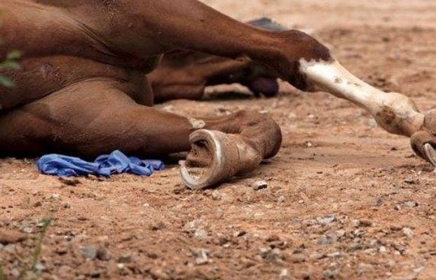 Τέρατα με μορφή ανθρώπου δηλητηρίασαν 11 άλογα στον Αχέροντα
