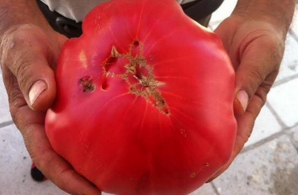 Ντομάτα – γίγας ζυγίζει 1,5 κιλό (φωτογραφίες)