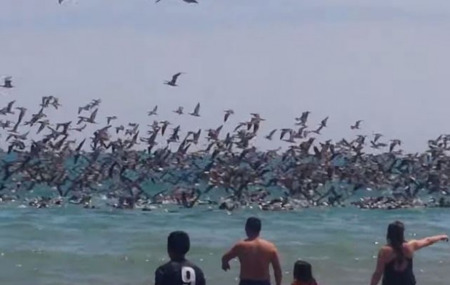 Σμήνος πελεκάνων βουτά για τροφή ανάμεσα στους λουόμενους (βίντεο)