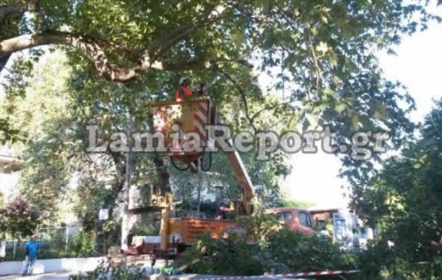 Κλαδεύουν τα πλατάνια μετά το θάνατο του 9χρονου στους Κομποτάδες