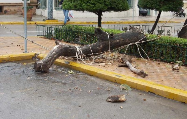Πλάτανος έσπασε σκορπίζοντας ξανά τον τρόμο – 3 άτομα στο νοσοκομείο