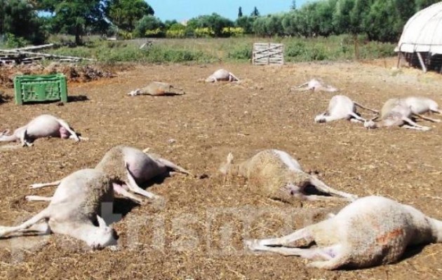 Απίστευτη αγριότητα: Δηλητηρίασαν ολόκληρο κοπάδι πρόβατα (εικόνες)